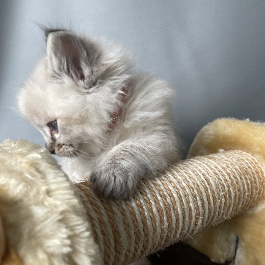 chaton Ragdoll seal tabby point Orange Les Ragdolls de la Croisette