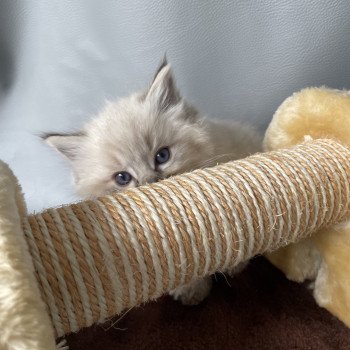 chaton Ragdoll seal tabby point Orange Les Ragdolls de la Croisette