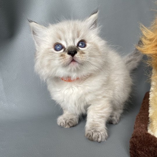 chaton Ragdoll seal tabby point Orange Les Ragdolls de la Croisette