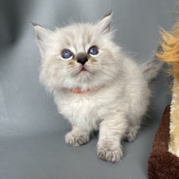 chaton Ragdoll seal tabby point Orange Les Ragdolls de la Croisette