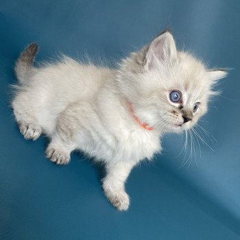 chaton Ragdoll seal tabby point Uggy Orange Les Ragdolls de la Croisette