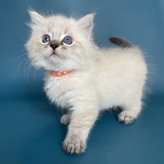 chaton Ragdoll seal tabby point Uggy Orange Les Ragdolls de la Croisette