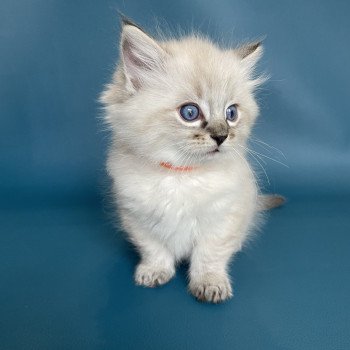 chaton Ragdoll seal tabby point Uggy Orange Les Ragdolls de la Croisette