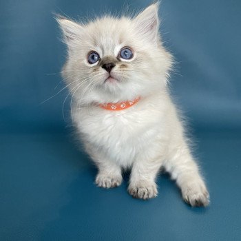 chaton Ragdoll seal tabby point Uggy Orange Les Ragdolls de la Croisette