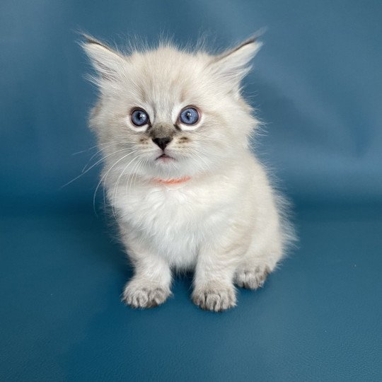 chaton Ragdoll seal tabby point Uggy Orange Les Ragdolls de la Croisette