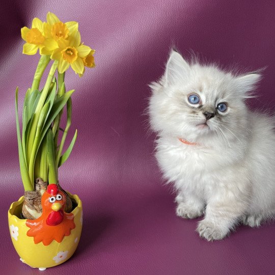 chaton Ragdoll seal tabby point Uggy Orange Les Ragdolls de la Croisette