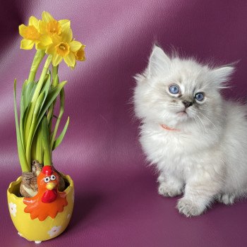 chaton Ragdoll seal tabby point Uggy Orange Les Ragdolls de la Croisette