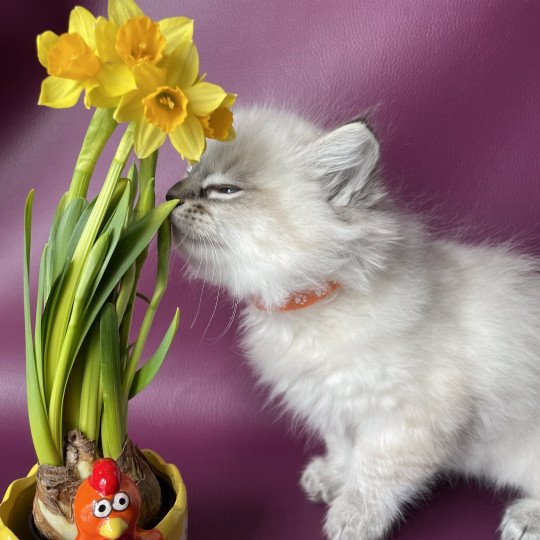 chaton Ragdoll seal tabby point Uggy Orange Les Ragdolls de la Croisette