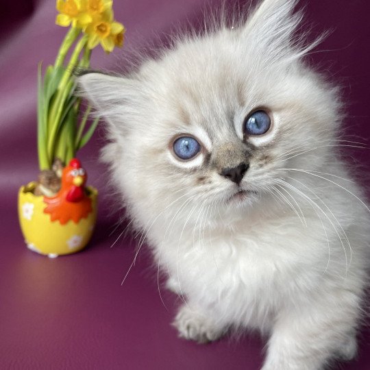 chaton Ragdoll seal tabby point Uggy Orange Les Ragdolls de la Croisette