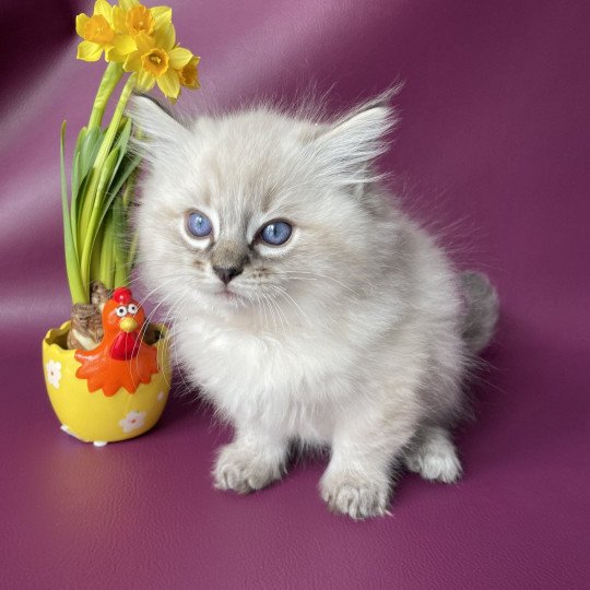 chaton Ragdoll seal tabby point Uggy Orange Les Ragdolls de la Croisette