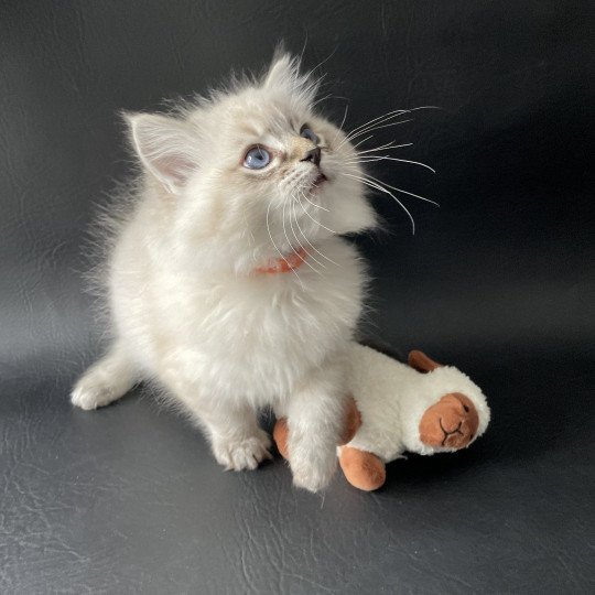 chaton Ragdoll seal tabby point Uggy Les Ragdolls de la Croisette