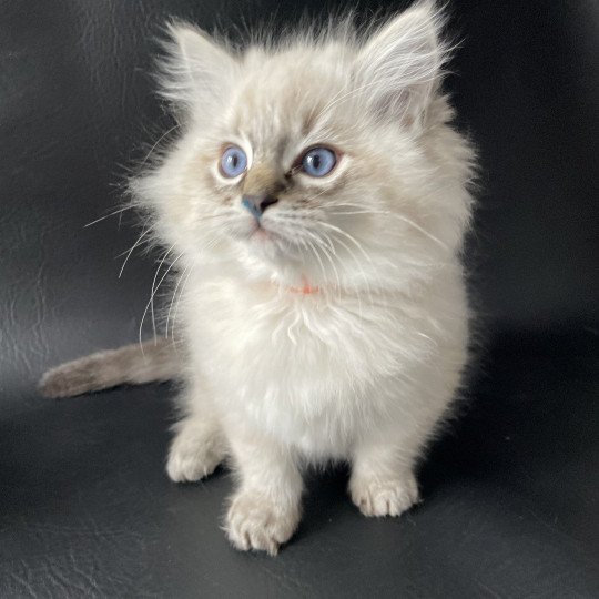 chaton Ragdoll seal tabby point Uggy Les Ragdolls de la Croisette