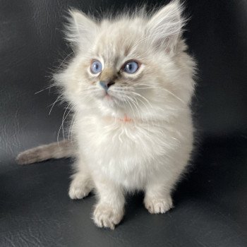 chaton Ragdoll seal tabby point Uggy Les Ragdolls de la Croisette