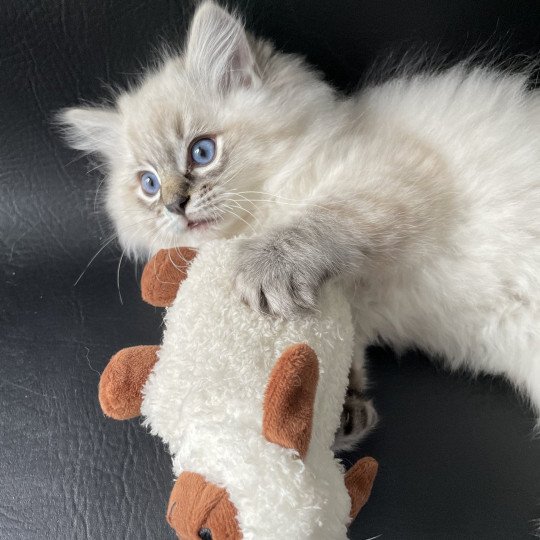 chaton Ragdoll seal tabby point Uggy Les Ragdolls de la Croisette