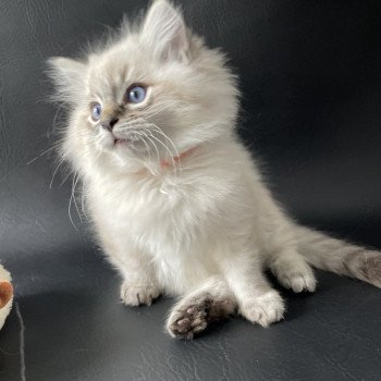 chaton Ragdoll seal tabby point Uggy Les Ragdolls de la Croisette