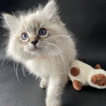 chaton Ragdoll seal tabby point Uggy Les Ragdolls de la Croisette