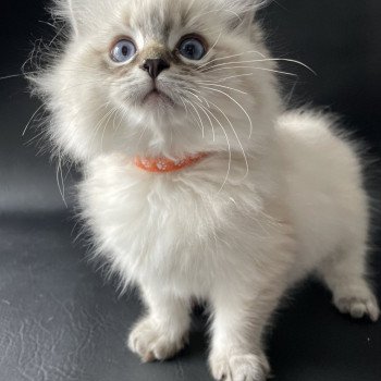 chaton Ragdoll seal tabby point Uggy Les Ragdolls de la Croisette