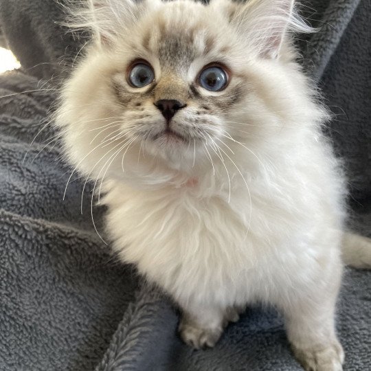 chaton Ragdoll seal tabby point Uggy Les Ragdolls de la Croisette