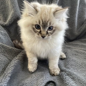 chaton Ragdoll seal tabby point Uggy Les Ragdolls de la Croisette