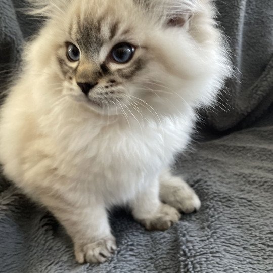 chaton Ragdoll seal tabby point Uggy Les Ragdolls de la Croisette