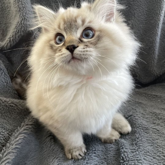 chaton Ragdoll seal tabby point Uggy Les Ragdolls de la Croisette