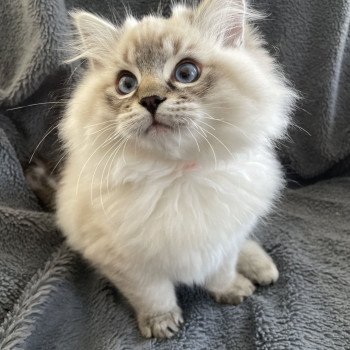 chaton Ragdoll seal tabby point Uggy Les Ragdolls de la Croisette