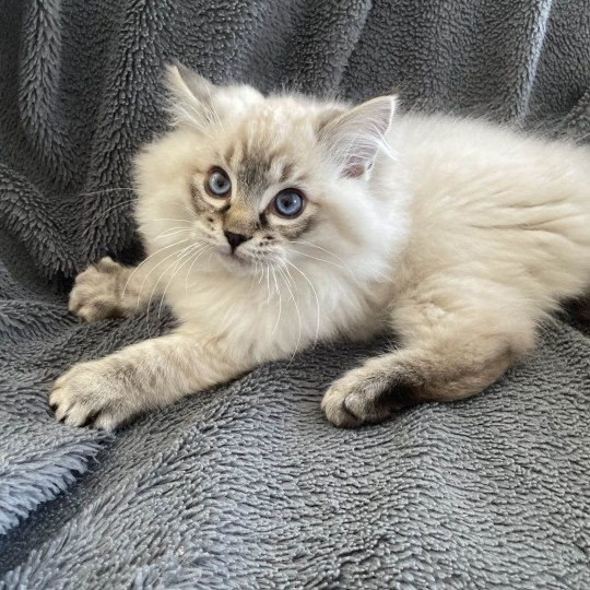 chaton Ragdoll seal tabby point Uggy Les Ragdolls de la Croisette