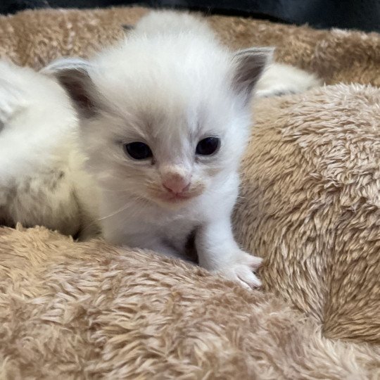 chaton Ragdoll blue point bicolor Orange Les Ragdolls de la Croisette