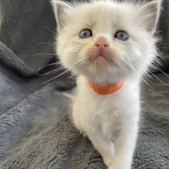 chaton Ragdoll blue point bicolor Orange Les Ragdolls de la Croisette