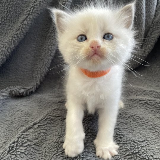 chaton Ragdoll blue point bicolor Orange Les Ragdolls de la Croisette