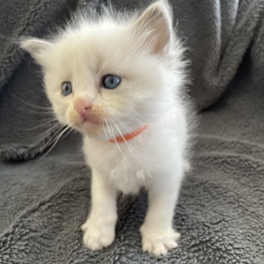 chaton Ragdoll blue point bicolor Orange Les Ragdolls de la Croisette