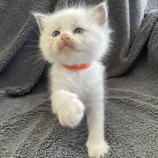 chaton Ragdoll blue point bicolor Orange Les Ragdolls de la Croisette