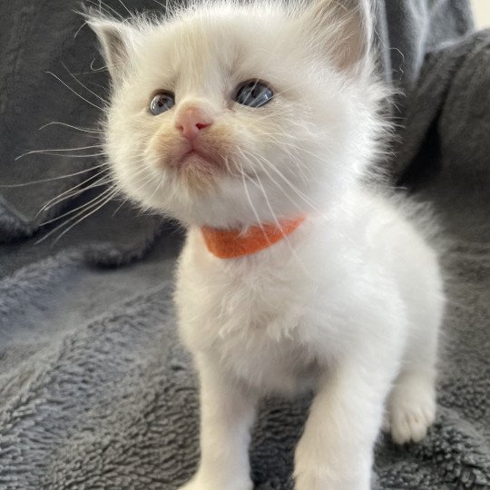 chaton Ragdoll blue point bicolor Orange Les Ragdolls de la Croisette