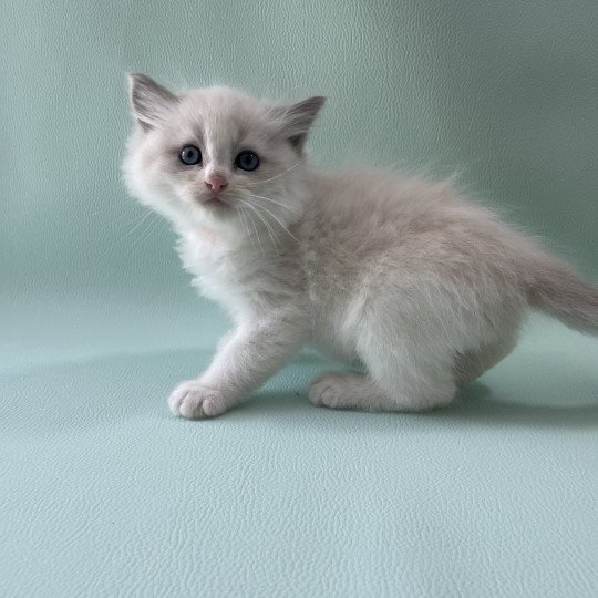 chaton Ragdoll blue point bicolor Orange Les Ragdolls de la Croisette