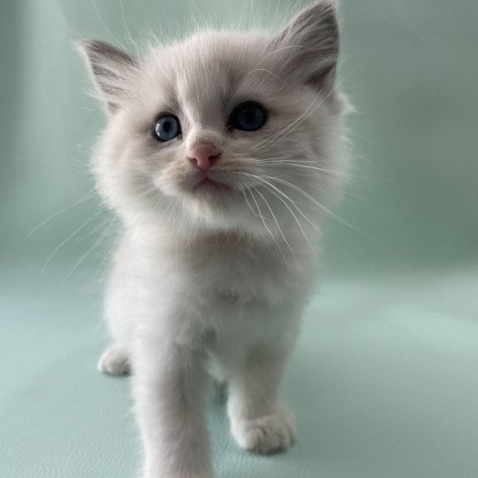 chaton Ragdoll blue point bicolor Orange Les Ragdolls de la Croisette