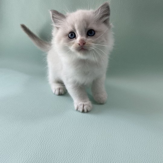 chaton Ragdoll blue point bicolor Orange Les Ragdolls de la Croisette