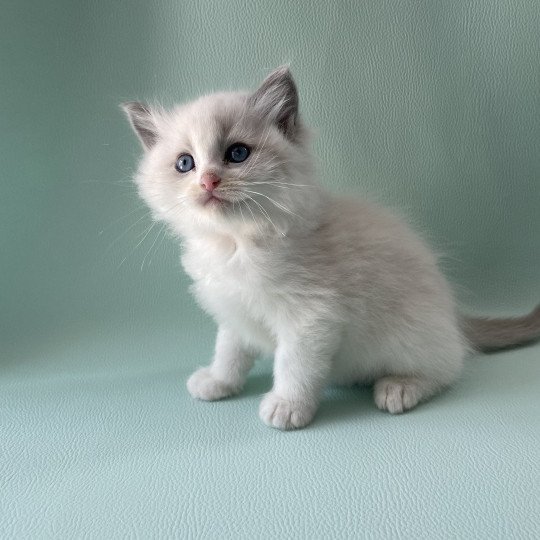 chaton Ragdoll blue point bicolor Orange Les Ragdolls de la Croisette