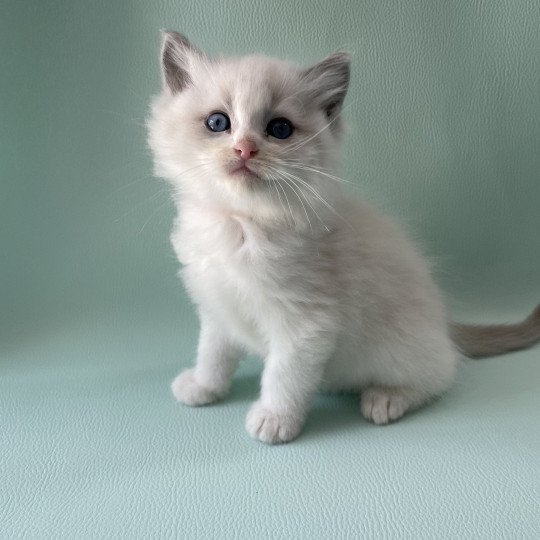 chaton Ragdoll blue point bicolor Orange Les Ragdolls de la Croisette