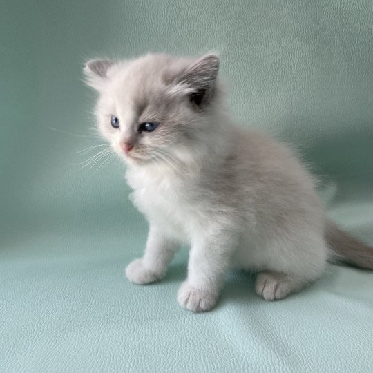 chaton Ragdoll blue point bicolor Orange Les Ragdolls de la Croisette