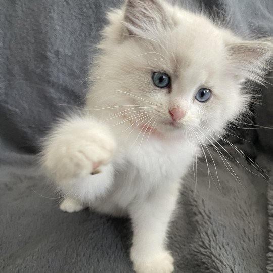 chaton Ragdoll blue point bicolor U'Marius d'Orange Les Ragdolls de la Croisette