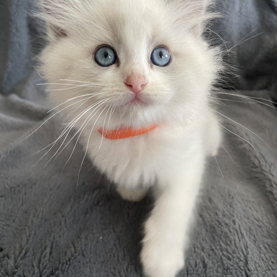 chaton Ragdoll blue point bicolor U'Marius d'Orange Les Ragdolls de la Croisette