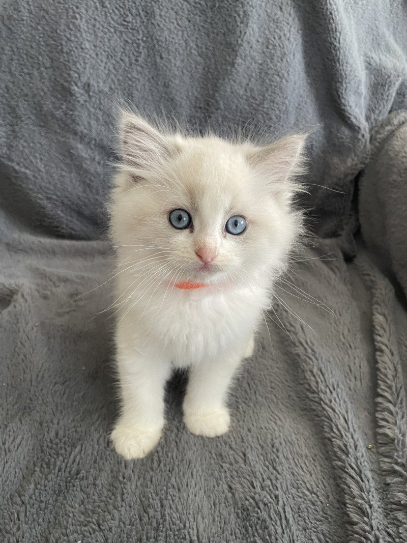 U'Marius d'Orange De La Croisette Mâle Ragdoll