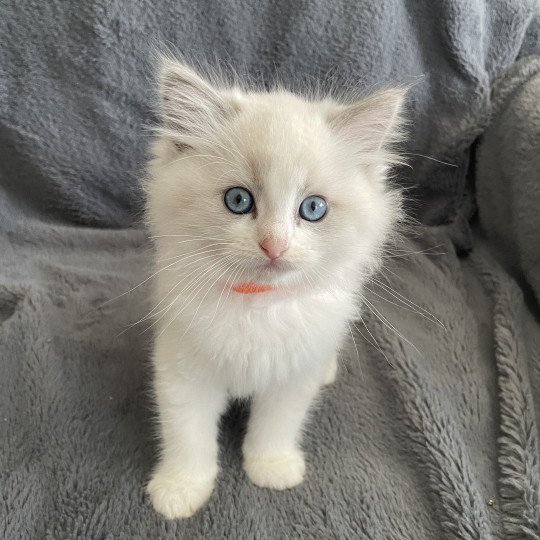 chaton Ragdoll blue point bicolor U'Marius d'Orange Les Ragdolls de la Croisette