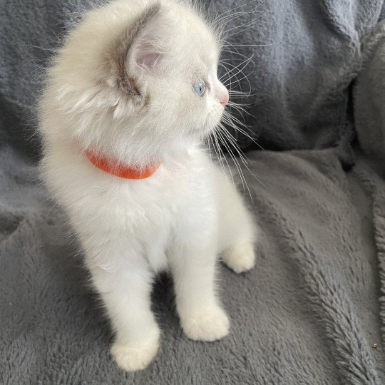 chaton Ragdoll blue point bicolor U'Marius d'Orange Les Ragdolls de la Croisette