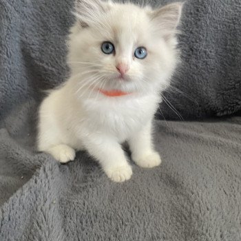 chaton Ragdoll blue point bicolor U'Marius d'Orange Les Ragdolls de la Croisette