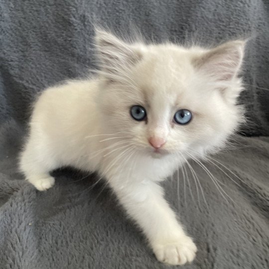 chaton Ragdoll blue point bicolor U'Marius d'Orange Les Ragdolls de la Croisette