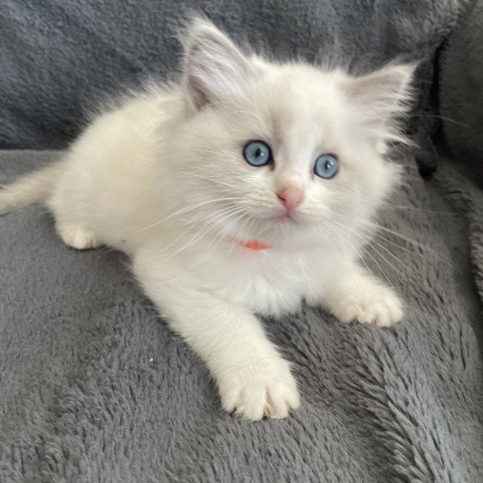 chaton Ragdoll blue point bicolor U'Marius d'Orange Les Ragdolls de la Croisette