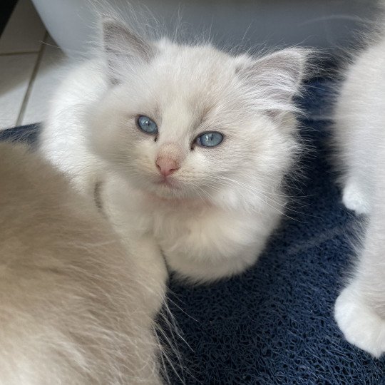 chaton Ragdoll blue point bicolor U'Marius d'Orange Les Ragdolls de la Croisette