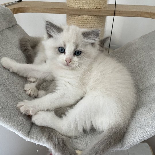 chaton Ragdoll blue point bicolor U'Marius d'Orange Les Ragdolls de la Croisette