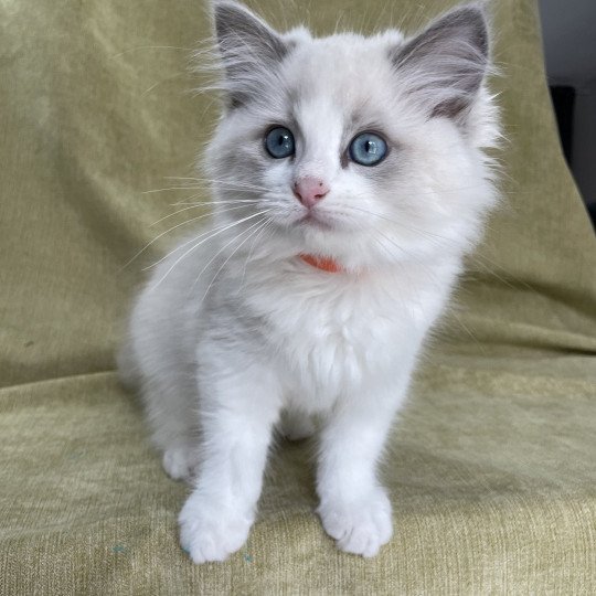 chaton Ragdoll blue point bicolor U'Marius d'Orange Les Ragdolls de la Croisette